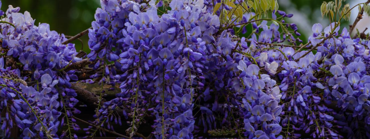 Blauwe regen 