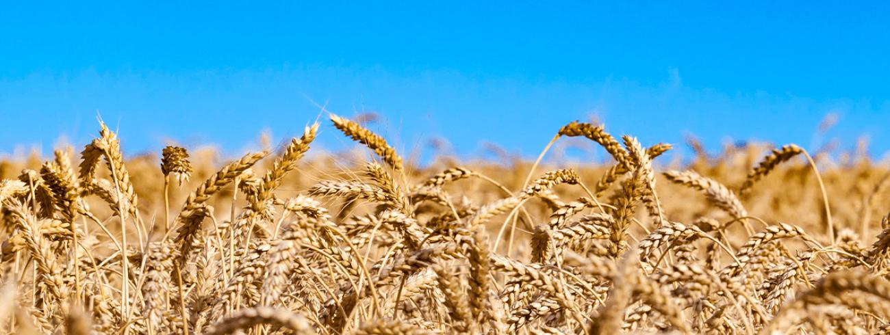 De gele kleur in de vlag van Oekraïne herinnert aan de uitgestrekte tarwevelden die als gevolg van de oorlog  misschien niet ingezaaid zullen worden of over enkele maanden niet geoogst. © rr