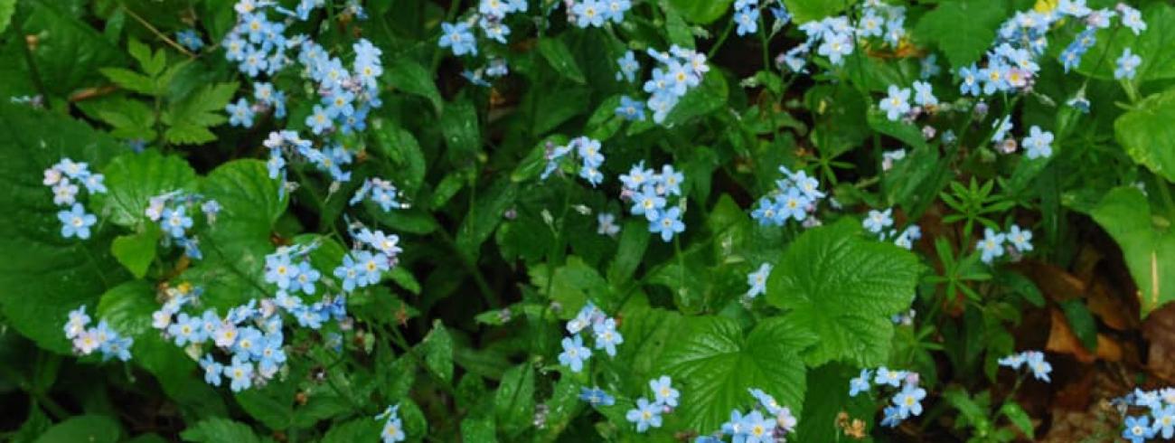 Vergeet mij nietje © Vergeet-mij-nietje - Myosotis sylvatica © CC Joshua Mayer via Flickr.jpg