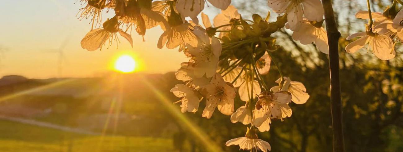 Zoals het licht ons verschijnt in de nacht, zo is Jezus onze vreugde ... 