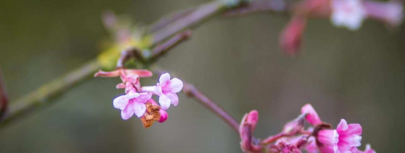 Pinksteren © Etienne Devos