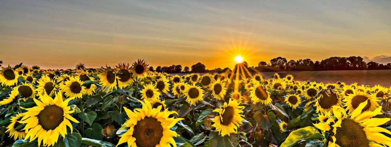 zonnebloemen © https://www.duurzaambedrijfsleven.nl/industrie/8609/computerchips-en-biogas-produceren-uit-zonnebloemen