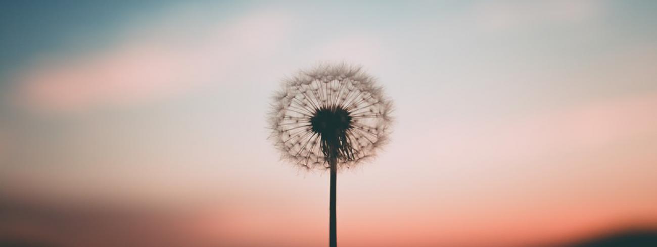 CCV studiedag 'de goede dood' © pixabay