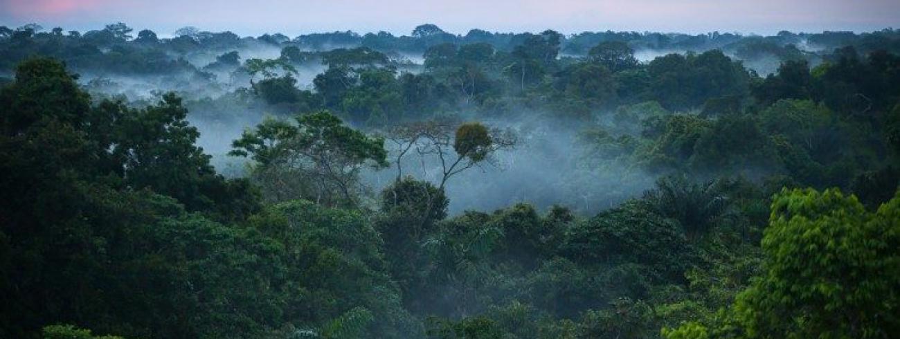 Het regenwoud van de Amazone beslaat bijna vijf procent van de aarde en meer dan tweederde van het Zuid-Amerikaanse continent   © Vatican Media