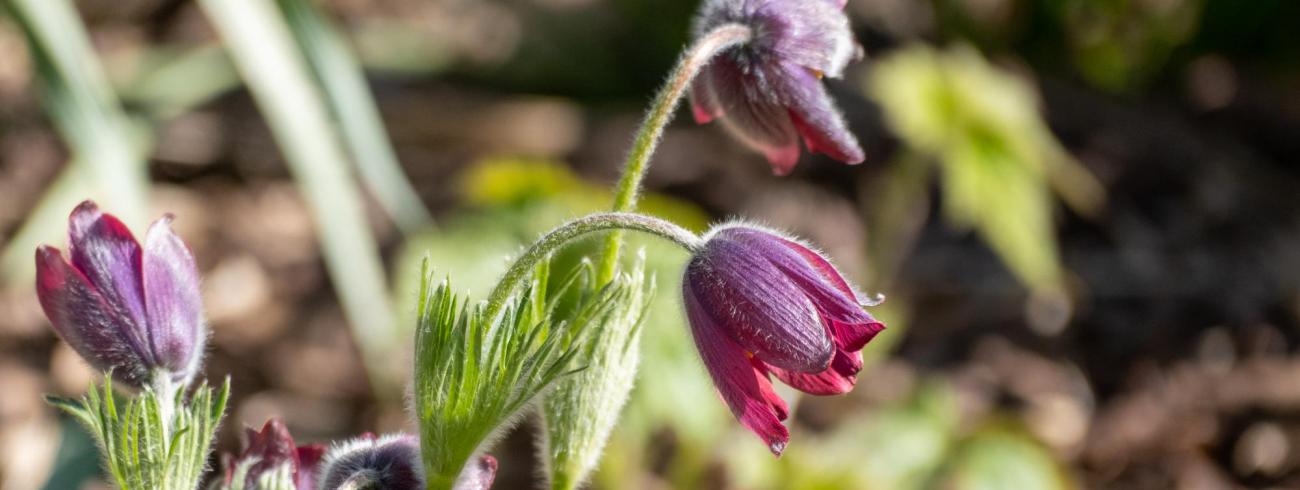 Pulsatilla 