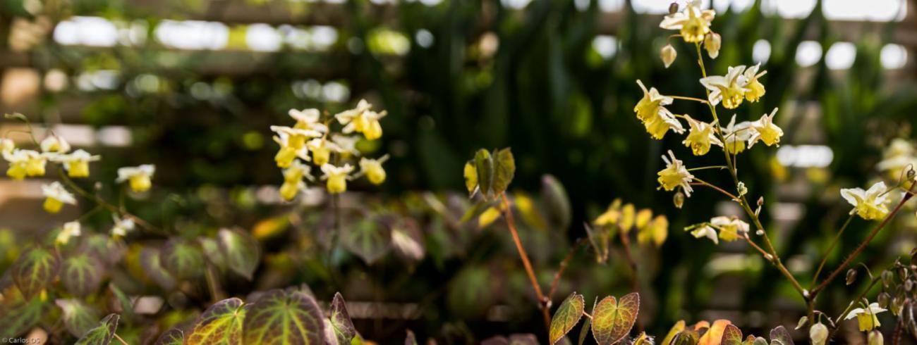 Elfenbloem 