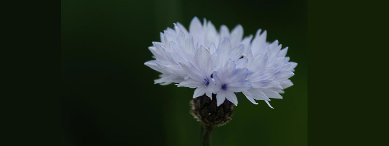 Lente 