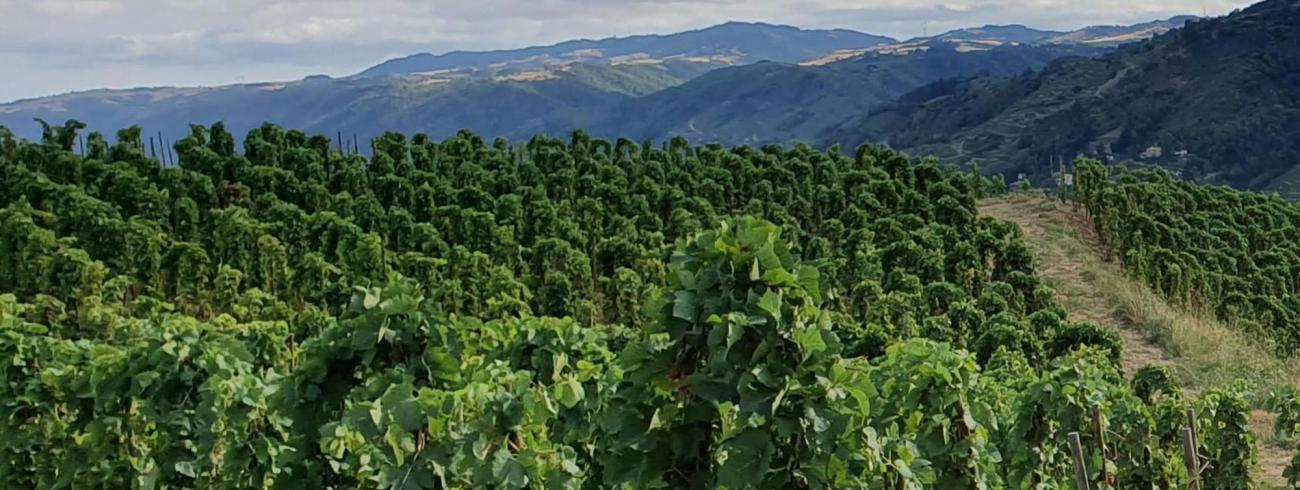 in Jezus blijven en wonen 