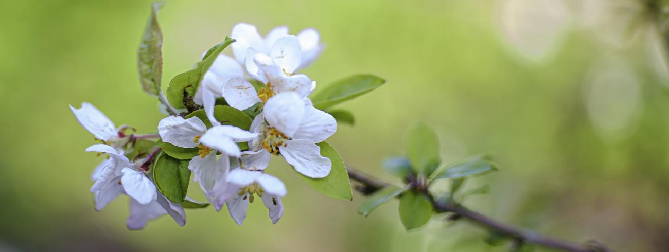 Lente 