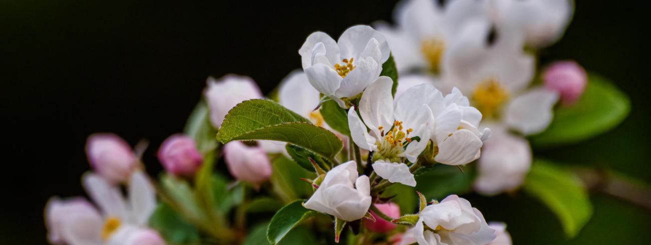 appelbloesem 
