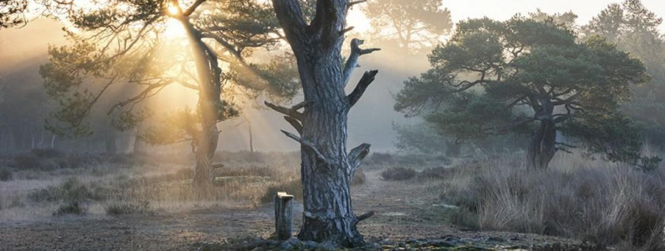 Tweede zondag van de veertigdagentijd © Esmeralda Holman