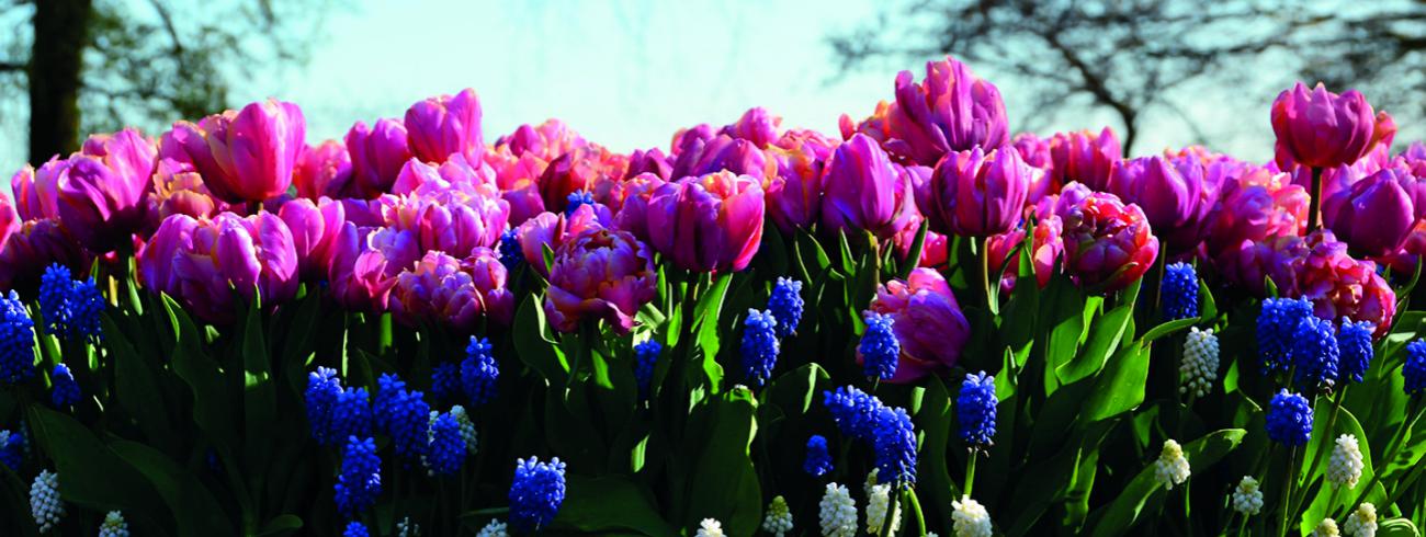 Bloemen voor de troostplek 