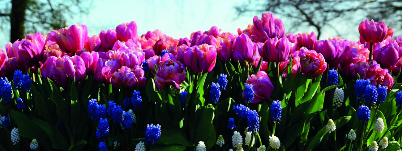 Troostbloemen 