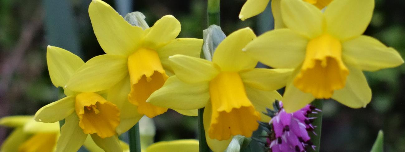 Paasbloemen in de tuin van de pastorie 