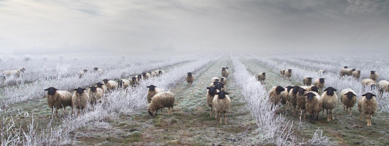 De Herder met zijn schapen 