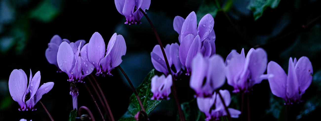 cyclamen 