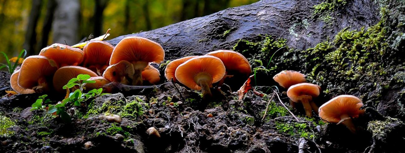 Paddestoelen 