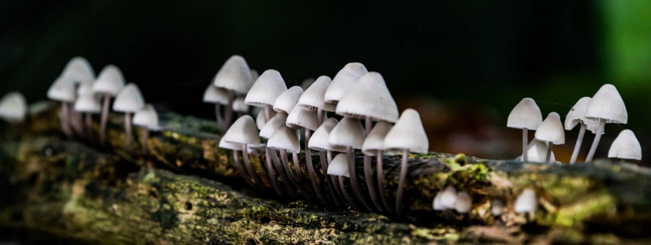 Herfst 