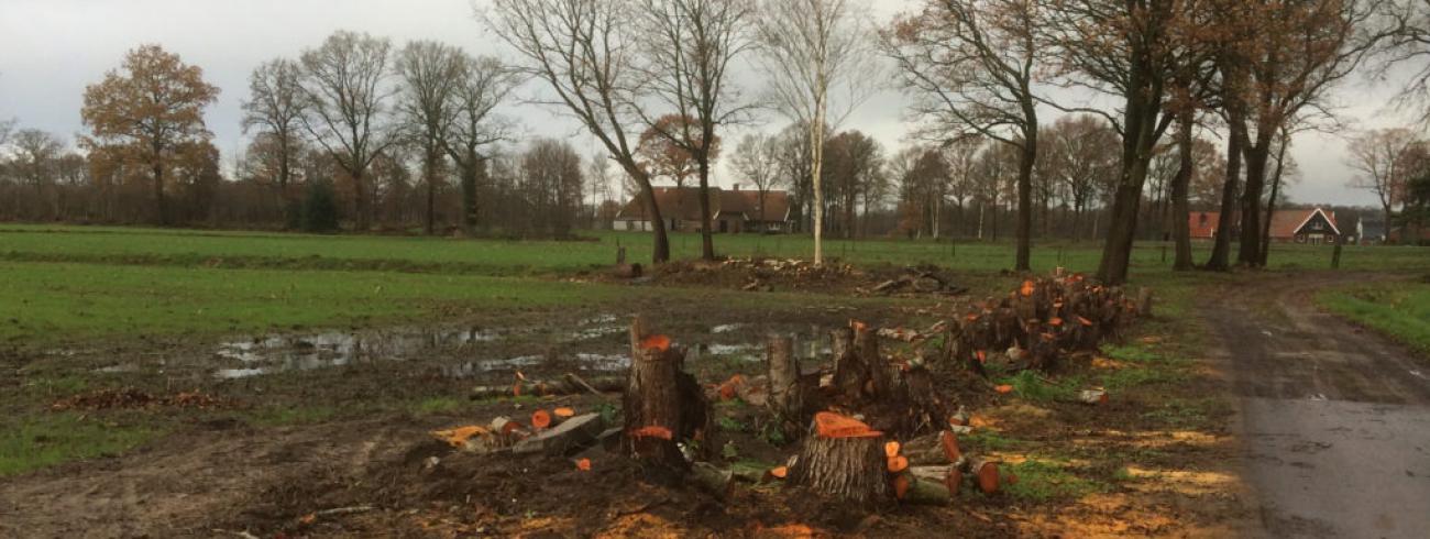 Een houtwal die gekapt is, is een kale bedoeling. Maar na twee jaar zie je er een heel nieuwe, groene en frisse houtwal staan. Idem voor onze pastorale eenheid 