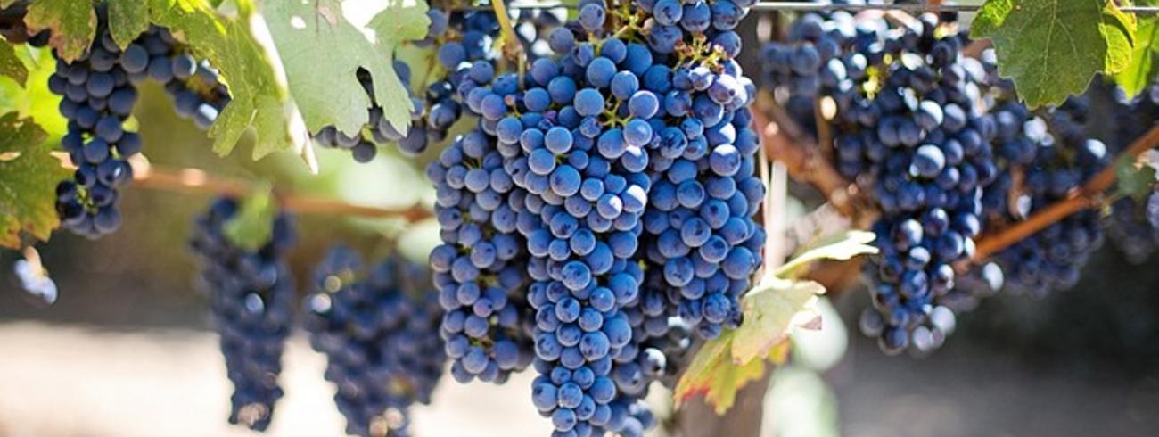 Verbonden met de wijnstok draagt de rank rijke vruchten.  © pixabay