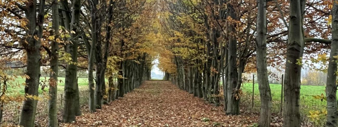 De weg van alle heiligen gaan: sterven aan zichzelf, en het licht blijven zien dat in de verte gloort.  © jh