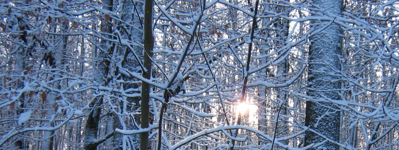 Nog wat onwennig kleurt de morgen de eerste dageraad. Stilte sluimert als een ongekend gebed tussen de bomen in wintertooi. Aarzelend bekleedt het nieuwe jaar zich met het wit van vrede. 