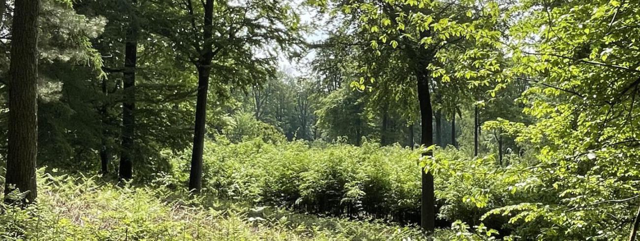 Een bijzonder klein zaadje wordt een hoge boom waarin de vogels hun nest kunnen bouwen (Ezechiël 17).  © jh