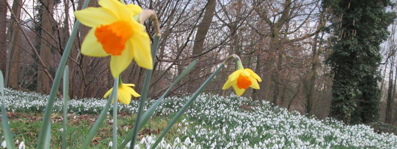 Vrijwilligers zijn als lentebloemen die overal hun kop opsteken en zo kleur en hoop brengen. 