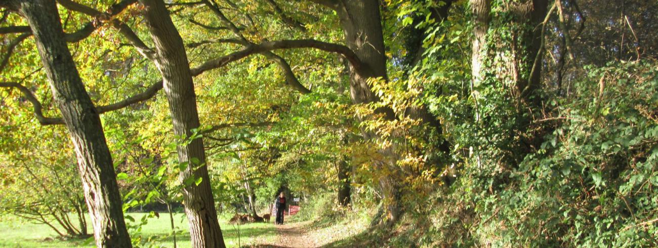 Nog even genieten van de kleurenpracht op de Hanenbosweg in Dworp. Weldra strekken de takken zich kaal uit. Als vingers die ons verwijzen naar ons binnenste. © jh