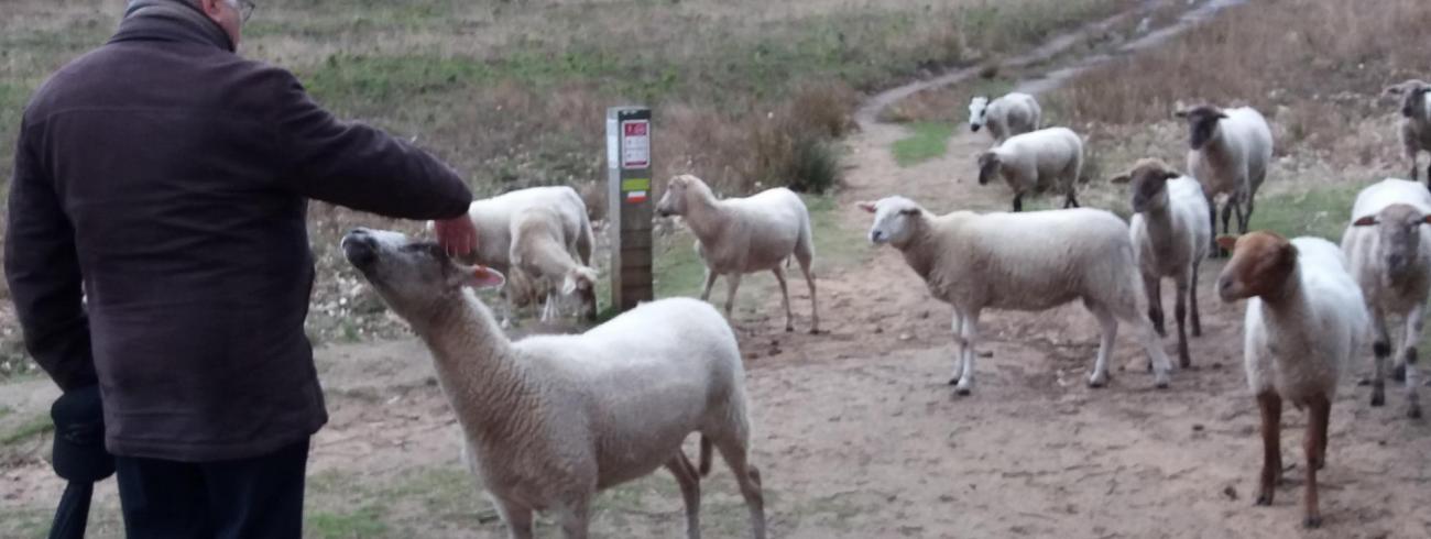 de Herder roept zijn schaapjes 