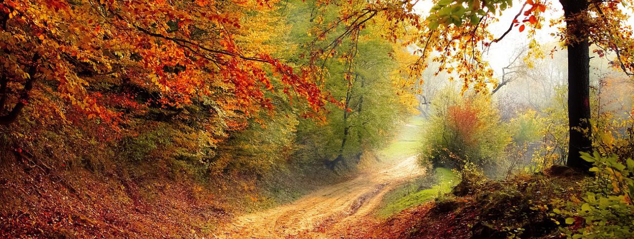 Herfst © Pixabay