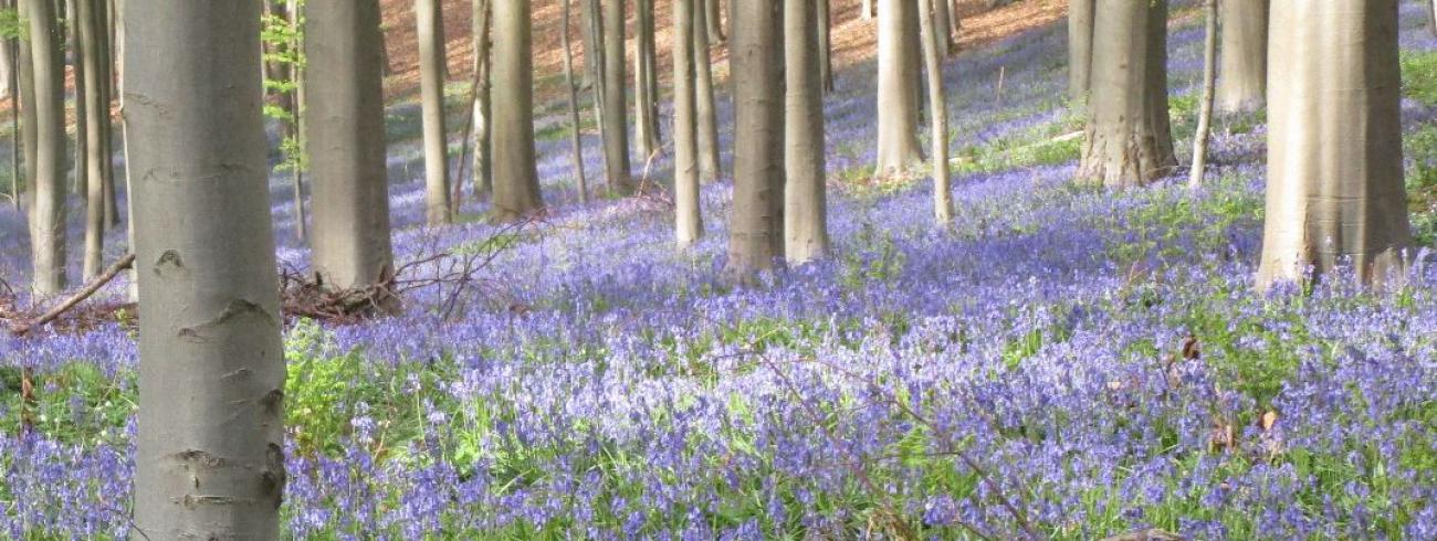 Het Hallerbos anno 2020, één betovering van geuren en kleuren. Men hoeft niet ver te reizen om wonderen te zien. © JH