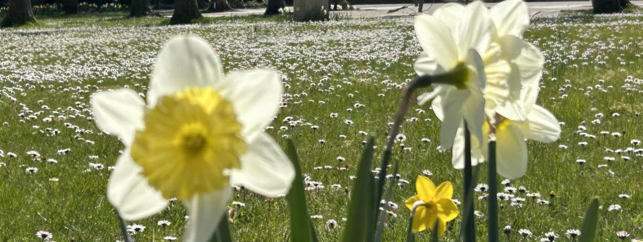 Lente in Dadizele © bedevaarten