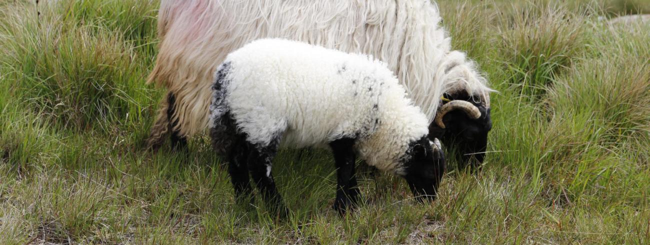 schapen © Johan Verhegge