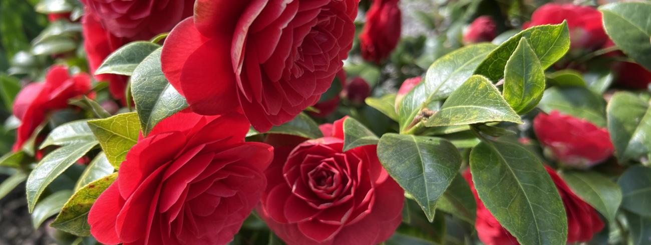 Welkom in de pastorale eenheid Onze-Lieve-Vrouw DAD MOO SLY © zrmm