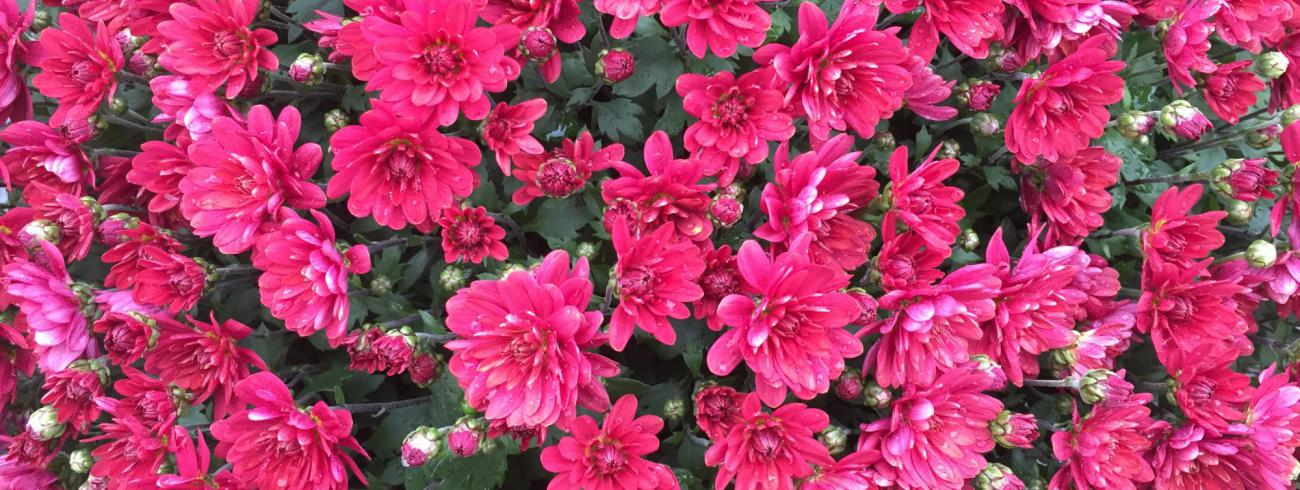 bloemen voor een overledene © bedevaartsoord