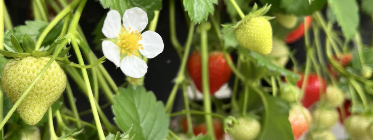 aardbeien © parochie onze lieve Vrouw Lichtaart