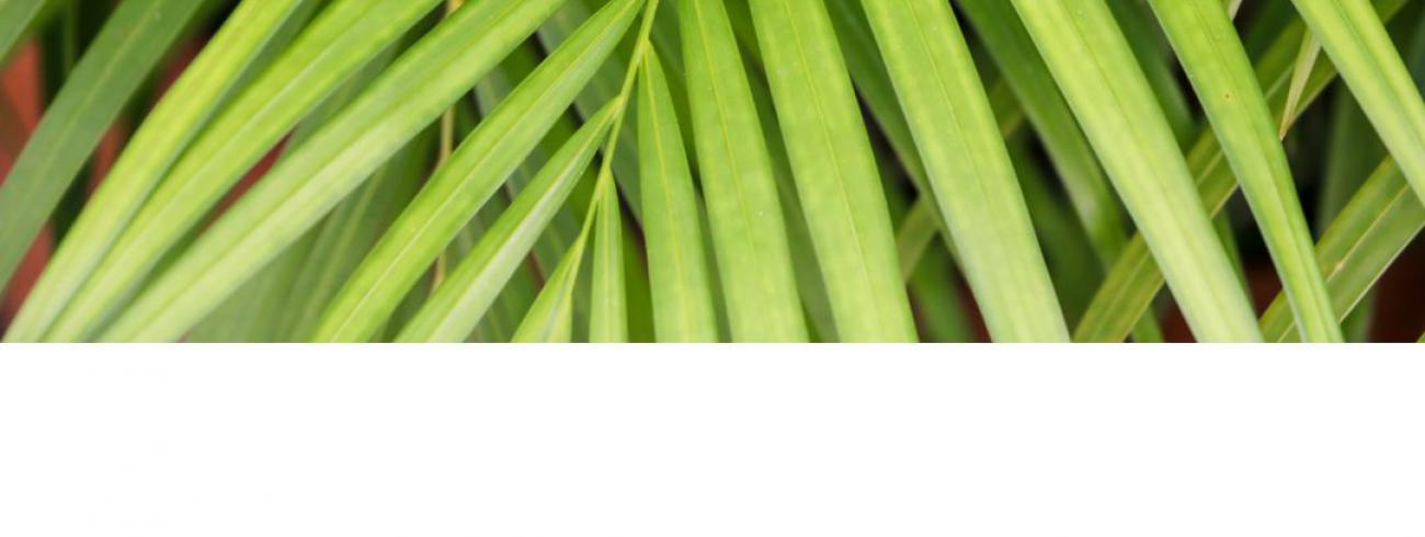 Goede Week - Palmzondag 