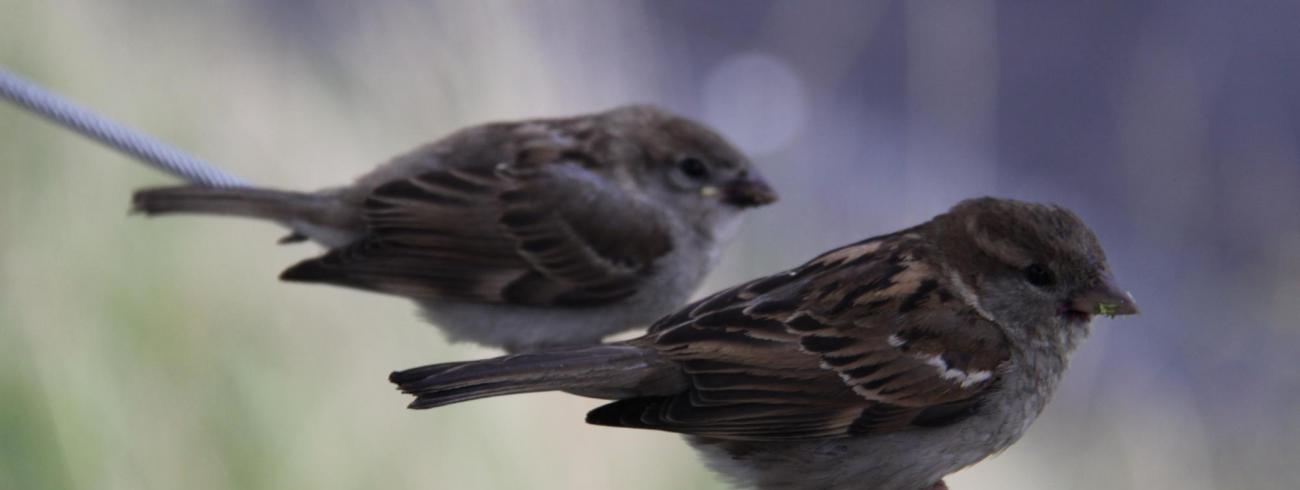 zomertijd © Mia Verbanck