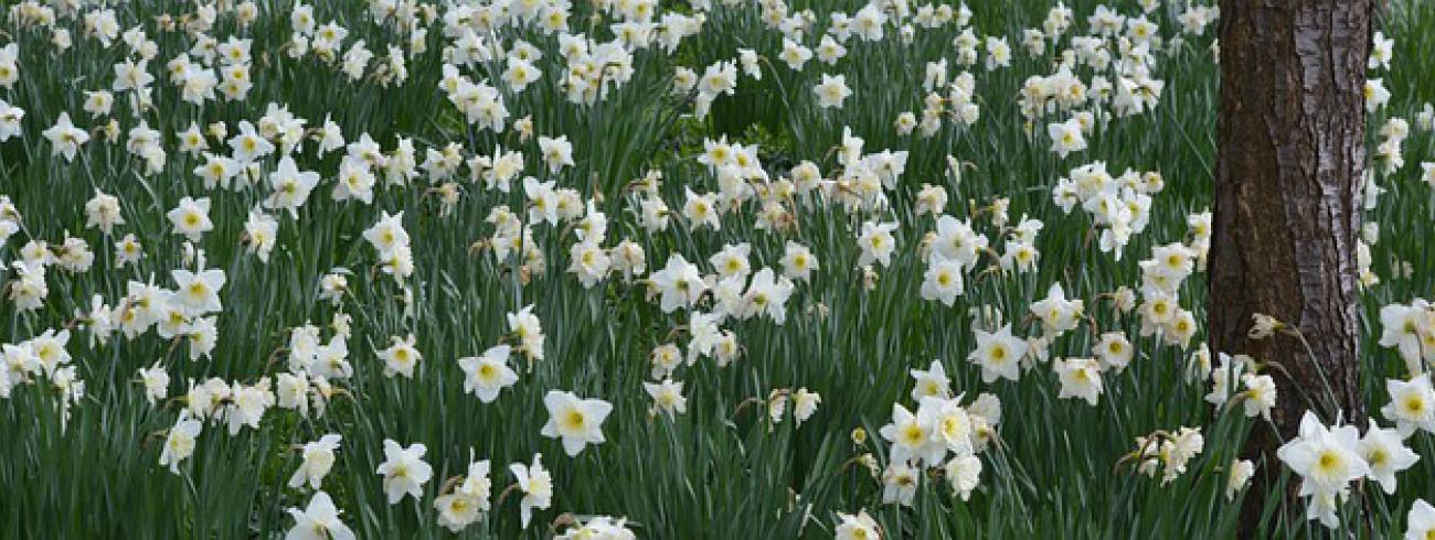 paasbloemen 
