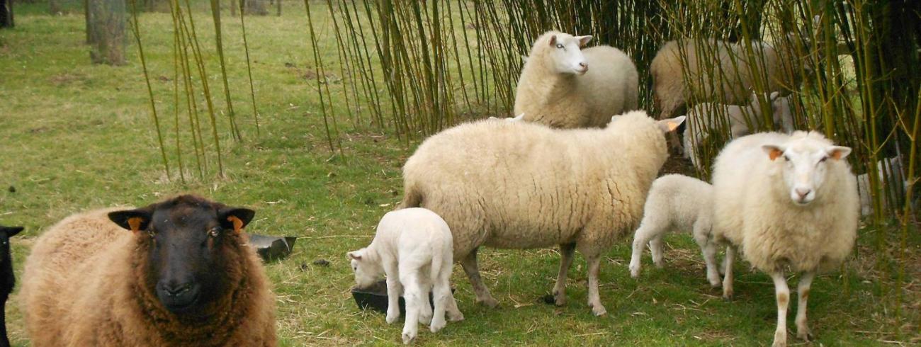 De schapen van 't Herdertje © Peter de Grande