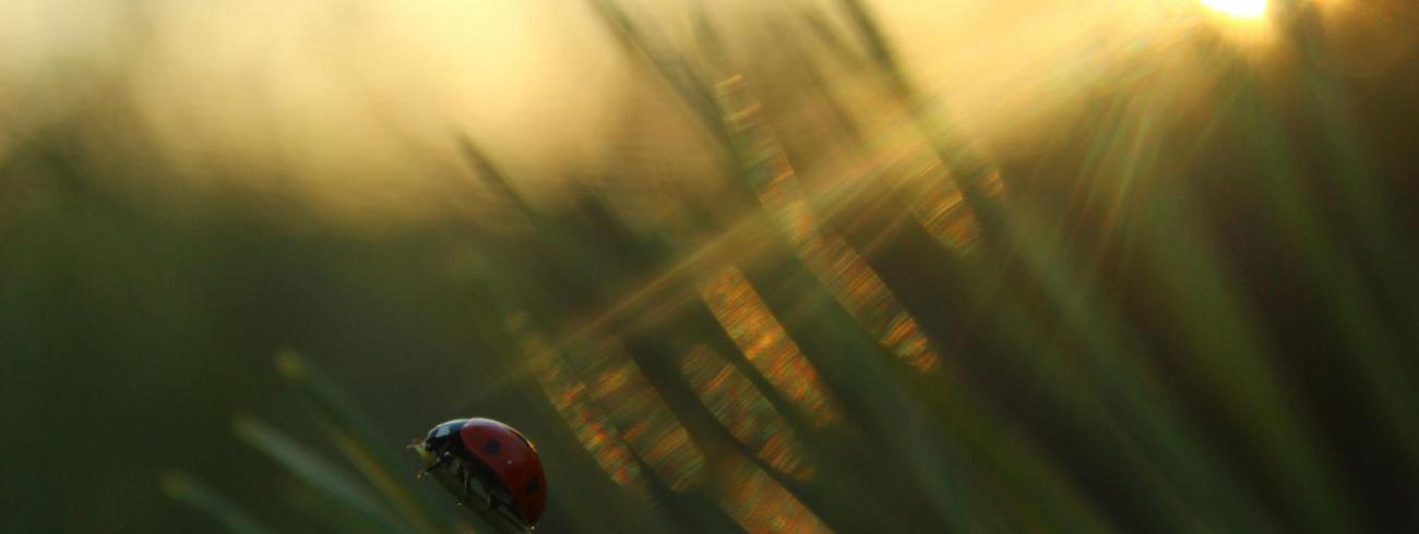 Inspiratie op woensdag 