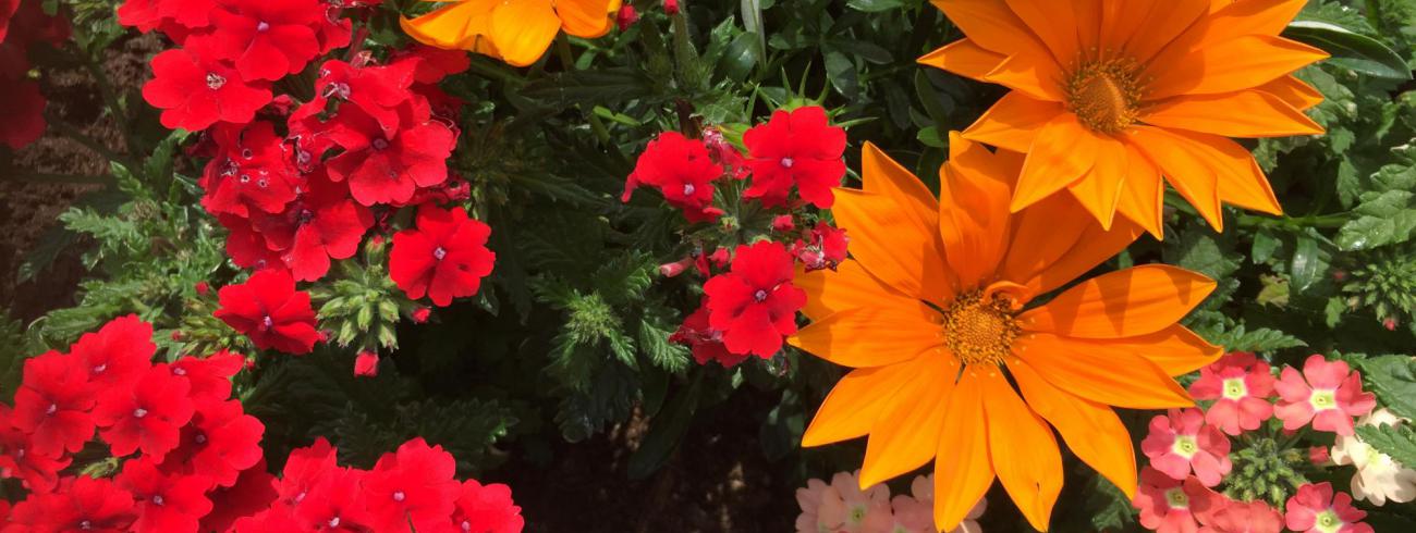 een bloemetje voor een vrijwilliger © bedevaartsoord