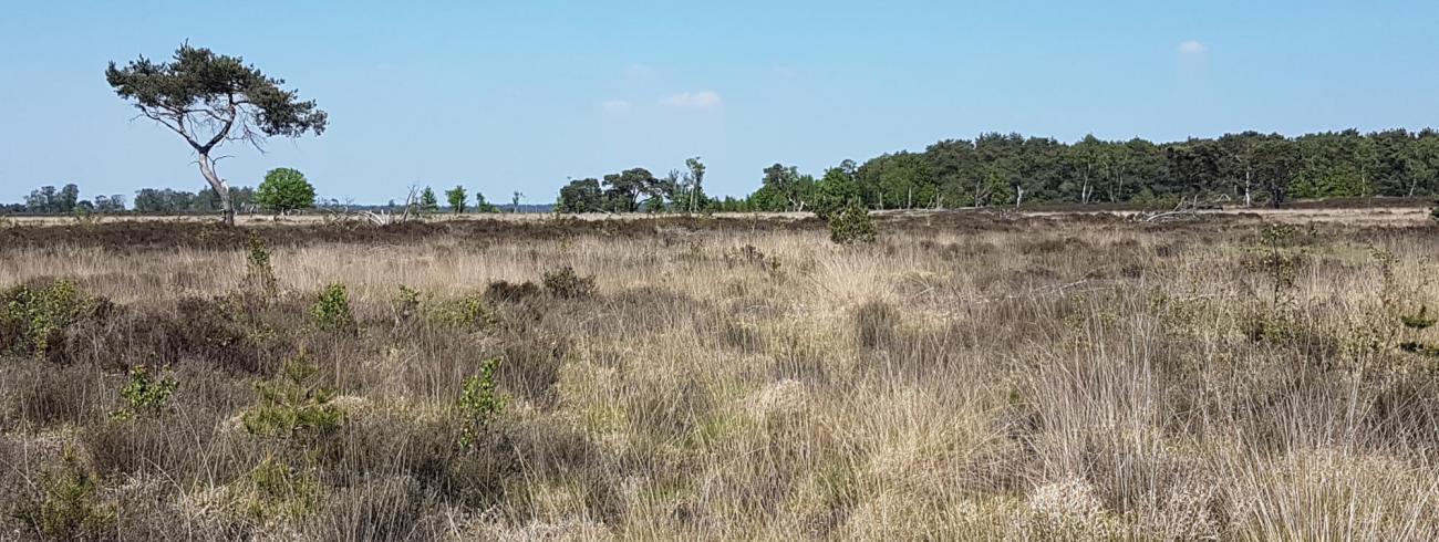 Heide © Ilse Van Halst