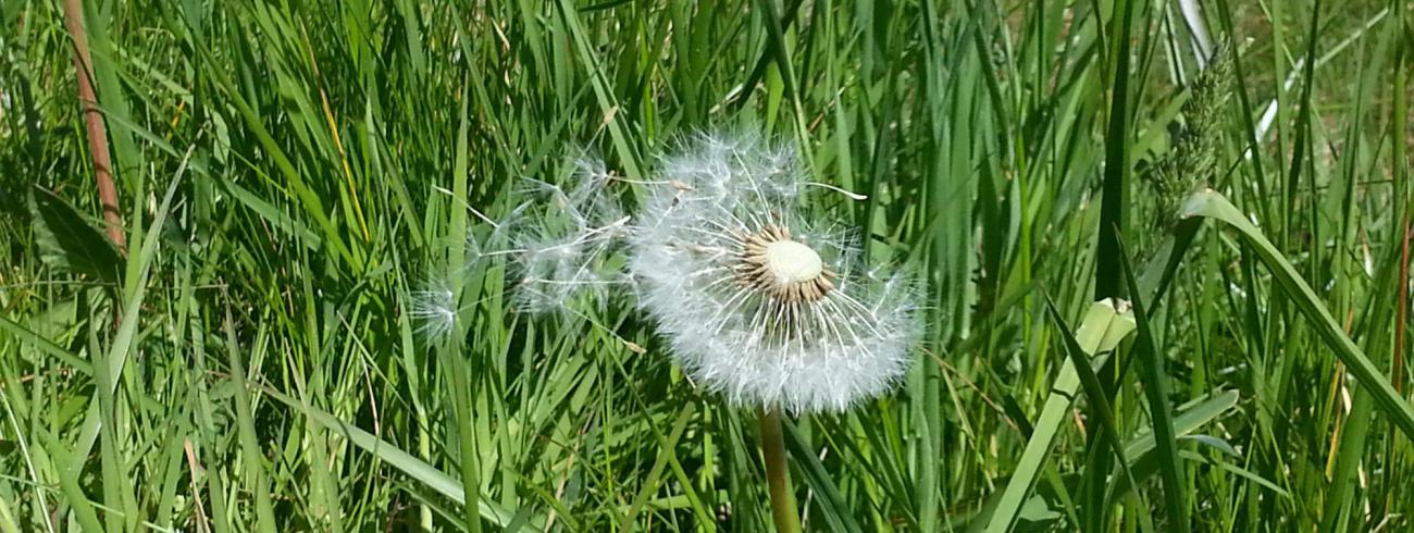 pluisbloem © Ilse Van Halst