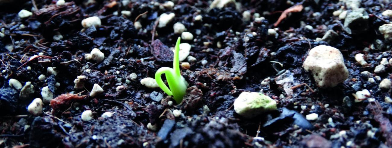 In elk van ons heeft de Geest een kiem van hoop gezaaid. © Ilse Van Halst