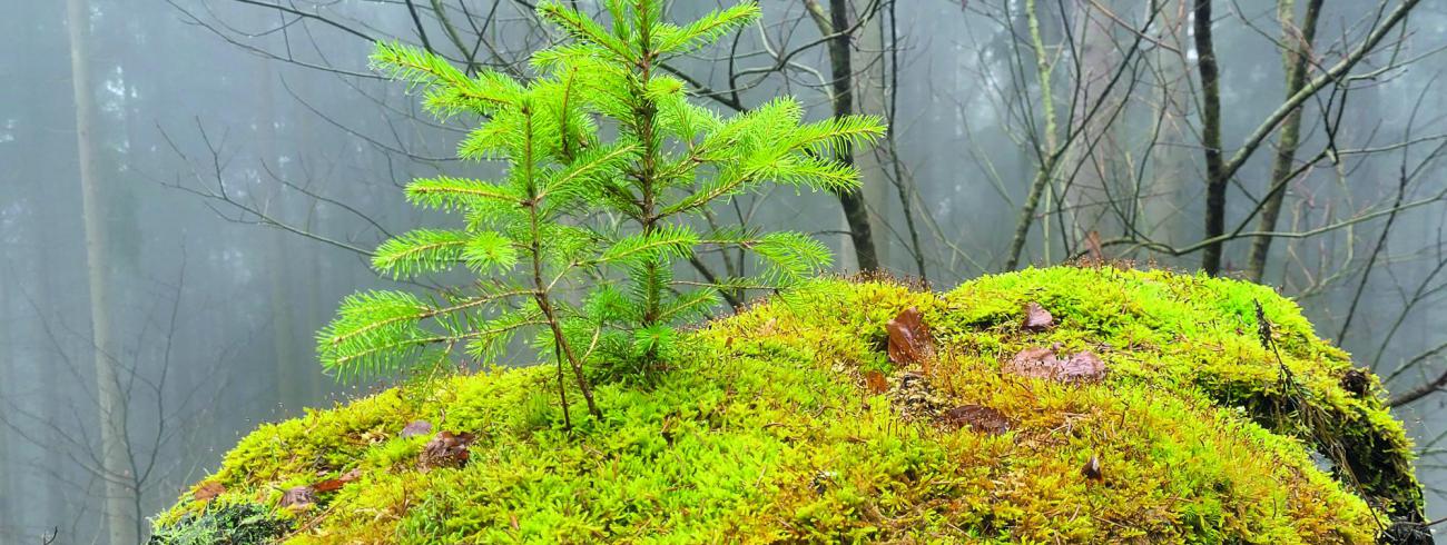 De Diocesane Diensten ondersteunen de twee territoriale vicariaten en staan ten dienste van wat er  lokaal groeit. © Ilse Van Halst