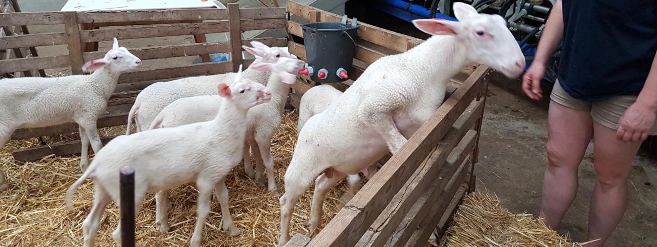 Schapen © Ilse Van Halst