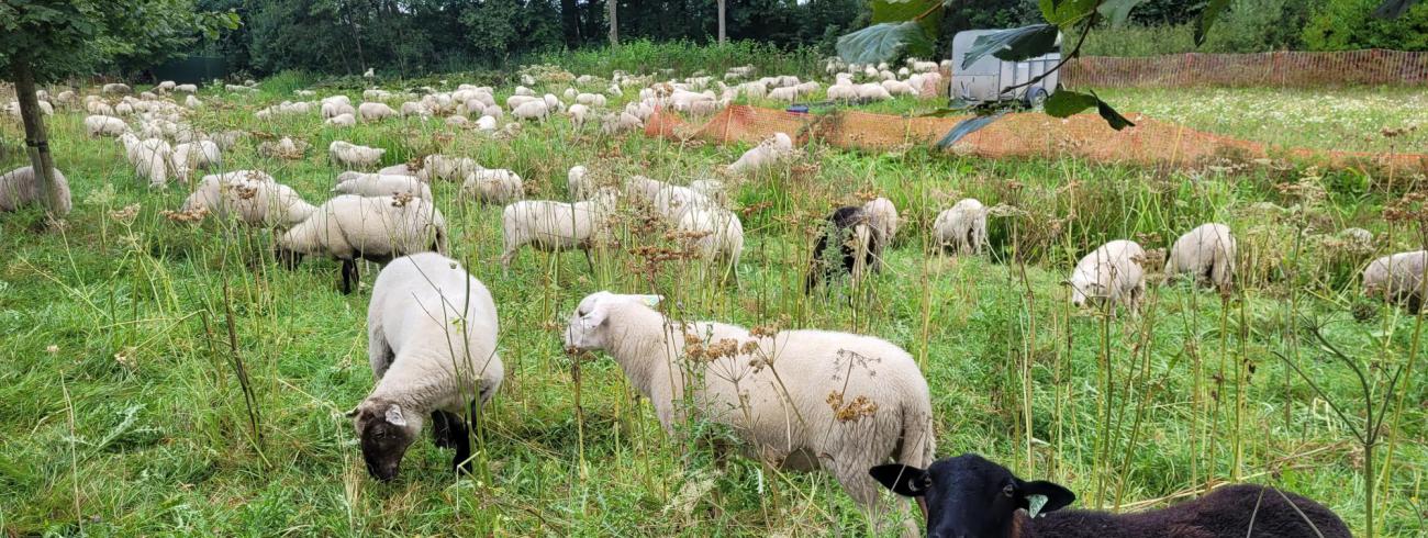 Wie zal hun herder zijn morgen? © Ilse Van Halst