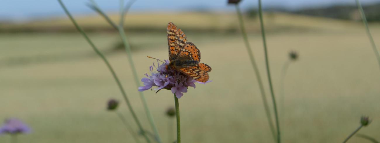 Vlinder © Ilse Van Halst